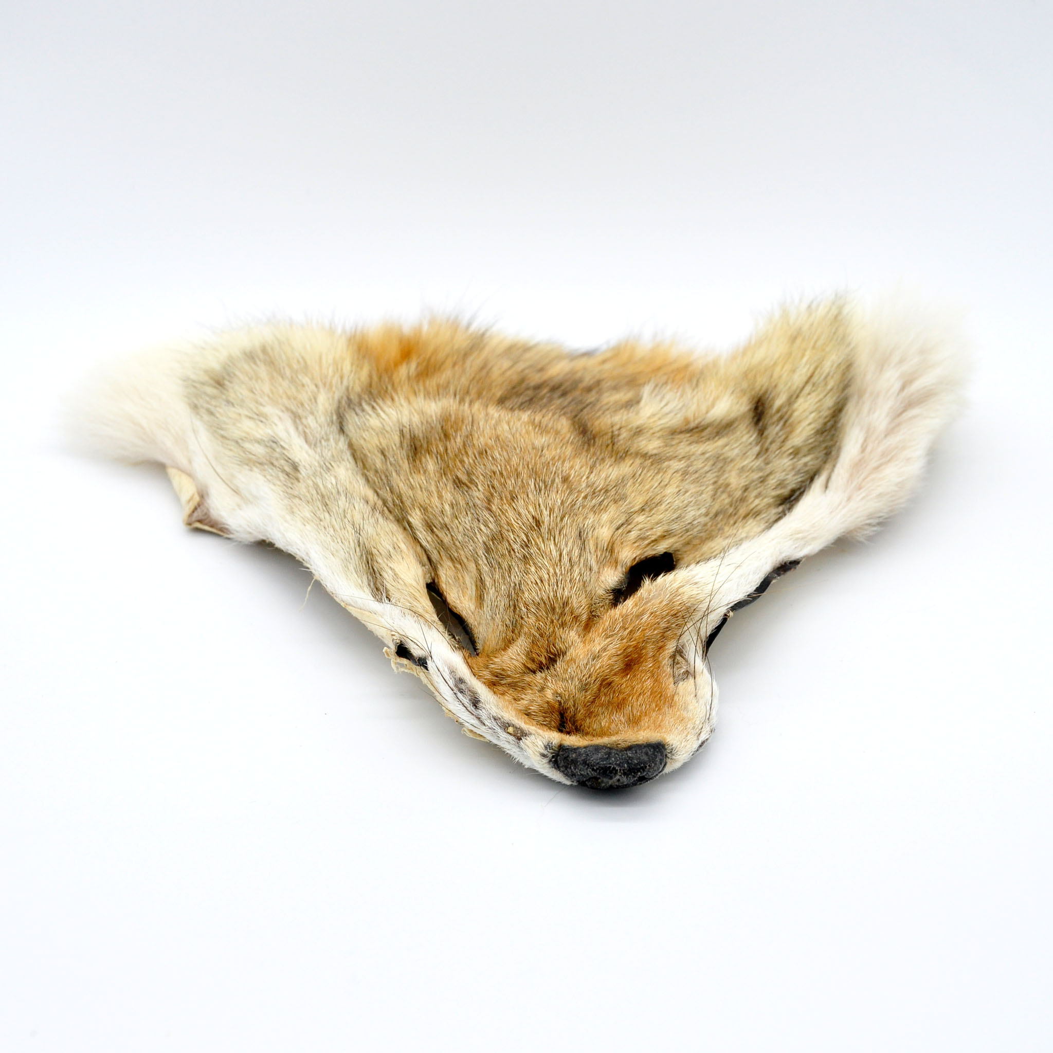 coyote-mask-edited